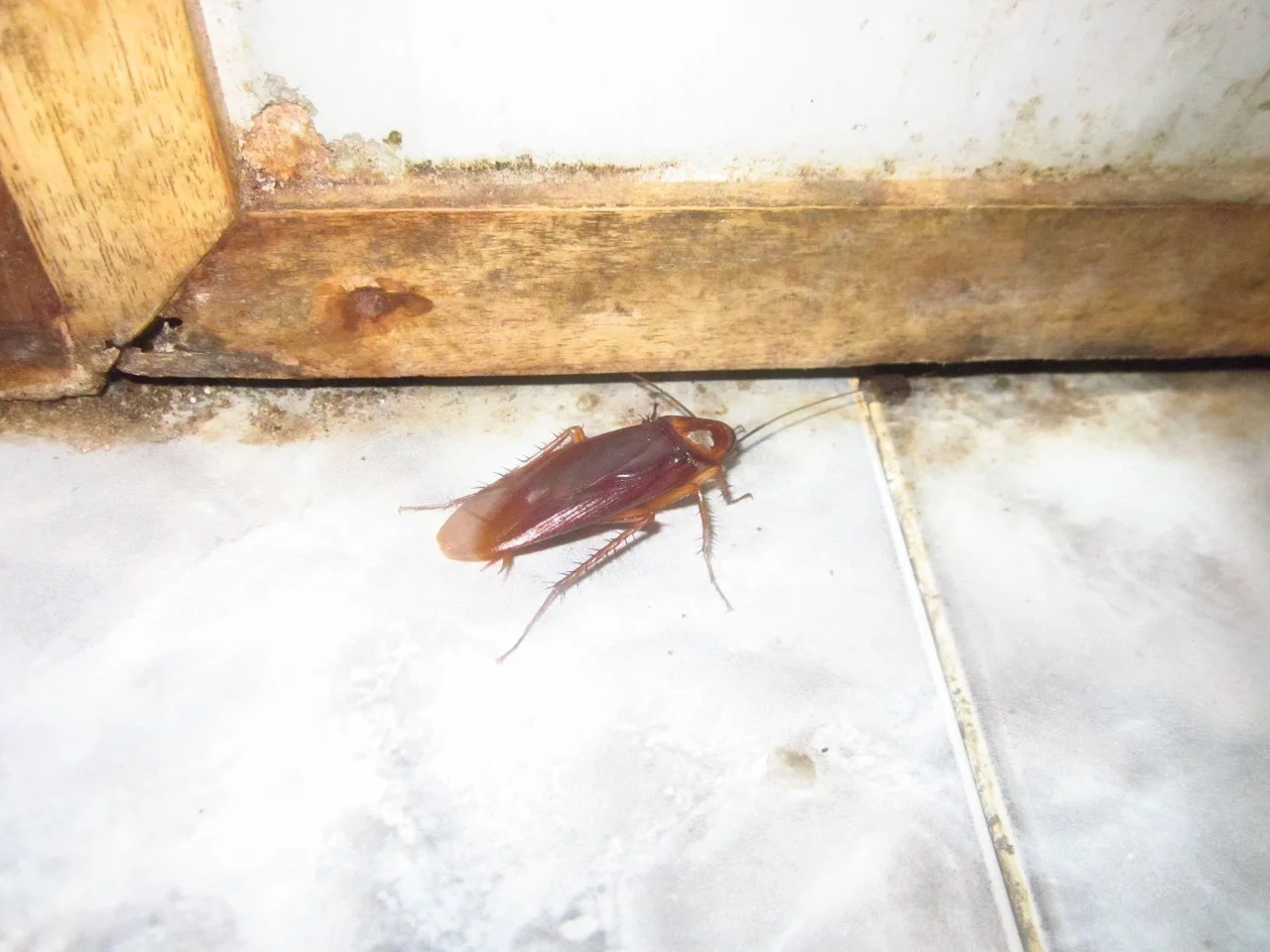 Cockroaches - Lien Termite & Pest Control
